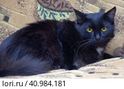 Black with a white spot cat on the chest on the couch. Стоковое фото, фотограф Анна Кривицкая / Фотобанк Лори