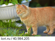 Young red cat in the summer garden near the house. Стоковое фото, фотограф Анна Кривицкая / Фотобанк Лори