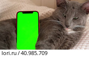 Phone, smartphone with green screen chromakey against Cat. Little gray cute sleepy Kitten. Online shopping, websites for pets, mobile applications. Mockup. Smart phone with green background and animal. Стоковое видео, видеограф Марина Демидюк / Фотобанк Лори