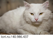 Dirty white homeless cat has just been brought from the street. Cat is looking straight to the camera. Pets and domestic animals. Care of homeless animals. Грязно-белого бездомного кота только что принесли с улицы. Кот смотрит прямо в камеру. Домашние животные. Забота о бездомных животных. Стоковое фото, фотограф Дмитрий Березнев / Фотобанк Лори