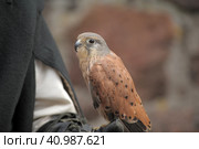 Kestrel perched on falconers glove. Стоковое фото, фотограф Анна Кривицкая / Фотобанк Лори