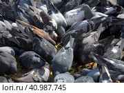 Pigeons on the sidewalk peck millet. Стоковое фото, фотограф Анна Кривицкая / Фотобанк Лори