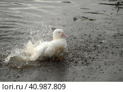 Greylag goose taking out the head of the water, goose, bird. Стоковое фото, фотограф Анна Кривицкая / Фотобанк Лори