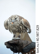 Falcon sitting on a hand. Стоковое фото, фотограф Анна Кривицкая / Фотобанк Лори