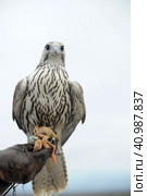 Falcon sitting on a hand. Стоковое фото, фотограф Анна Кривицкая / Фотобанк Лори