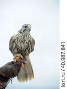 Falcon sitting on a hand. Стоковое фото, фотограф Анна Кривицкая / Фотобанк Лори