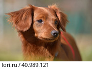 Small ginger dog of the Nevskaya Orchid breed. Стоковое фото, фотограф Анна Кривицкая / Фотобанк Лори