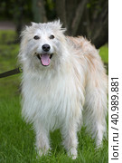 White fluffy dog metis on the background of green grass. Стоковое фото, фотограф Анна Кривицкая / Фотобанк Лори