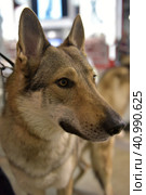 Czechoslovak wolf dog. Стоковое фото, фотограф Анна Кривицкая / Фотобанк Лори