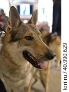 Czechoslovak wolf dog. Стоковое фото, фотограф Анна Кривицкая / Фотобанк Лори