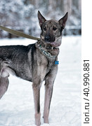 Dog pooch on a leash in winter. Стоковое фото, фотограф Анна Кривицкая / Фотобанк Лори