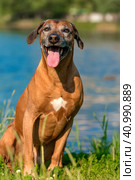 Rhodesian Ridgeback in the background of a lake. Стоковое фото, фотограф Анна Кривицкая / Фотобанк Лори