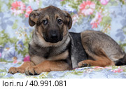 Brown puppy looking uptight. Стоковое фото, фотограф Анна Кривицкая / Фотобанк Лори
