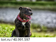 English staffordshire bull terrier. Стоковое фото, фотограф Анна Кривицкая / Фотобанк Лори