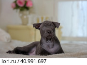 Gray Thai ridgeback puppy. Стоковое фото, фотограф Анна Кривицкая / Фотобанк Лори
