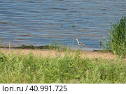 River bird Kulik on the banks of the river in summer. Стоковое фото, фотограф Egor Sarantstv / Фотобанк Лори