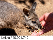 Kangaroo wallaby (Macropodidae) eatting food from human hands. Australia, Kangaroo Island. Стоковое фото, фотограф VittoriaChe / Фотобанк Лори