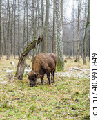 European bison (Bison bonasus), aurochs in the forest. Стоковое фото, фотограф VittoriaChe / Фотобанк Лори