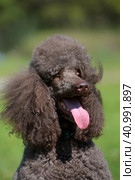 Brown royal poodle in the summer. Стоковое фото, фотограф Анна Кривицкая / Фотобанк Лори