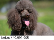 Brown royal poodle in the summer. Стоковое фото, фотограф Анна Кривицкая / Фотобанк Лори