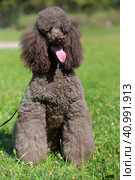 Brown royal poodle in the summer. Стоковое фото, фотограф Анна Кривицкая / Фотобанк Лори