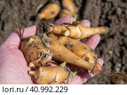 Выкапывание весной из земли на огороде корня топинамбура. Стоковое фото, фотограф Любовь Демус / Фотобанк Лори