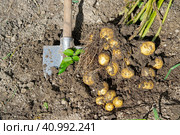 Копка картофеля на огороде осенью. Стоковое фото, фотограф Любовь Демус / Фотобанк Лори