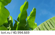 Banana tree, cultivated plant of the genus Banana Musa. Large green beautiful banana leaves sway in the wind. Blue sky. Banana plantation in Ecuador. Tropical sunny evening. Tourism and agriculture. Стоковое видео, видеограф Юлия Петровская / Фотобанк Лори