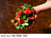Rubus chamaemorus is a species of flowering plant rose family Rosaceae, native to cool temperate regions. Cloudberry, nordic berry, bakeapple, knotberry, aqpik or low-bush salmonberry, averin or evron. Стоковое фото, фотограф Юлия Петровская / Фотобанк Лори