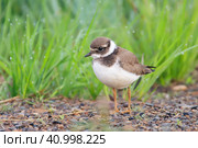 Птенец галстучника (Charadrius hiaticula). Маленькая птичка на фоне зеленой травы. Лето. Птицы и животный мир Арктики. Чукотка, Сибирь, Дальний Восток России. Стоковое фото, фотограф Андрей Степанов / Фотобанк Лори