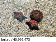 Two black and red sea stars Patiria pectinifera next to sea urchin Strongylocentrotus intermedius from Japanese sea, Russia. Стоковое фото, фотограф Татьяна Терехина / Фотобанк Лори