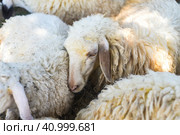 Sleepy sheep has a nap in sunny day. Стоковое фото, фотограф Татьяна Терехина / Фотобанк Лори