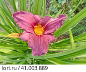 Цветет лилейник  "Ягодный сок" (Hemerocallis Berrylicious). Эффектные винно-красные цветы с более тёмными, слегка гофрированными краями и ярким жёлтым горлышком. Растение невысокое, однако цветы крупные, 14 см в диаметре. Стоковое фото, фотограф Сергей Елизарьев / Фотобанк Лори
