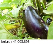 Зреют баклажаны. Баклажан, или Паслён тёмноплодный (лат. Solanum melongena) — вид многолетних травянистых растений рода Паслён (Solanum). Возделывается как однолетнее растение. Стоковое фото, фотограф Сергей Елизарьев / Фотобанк Лори