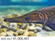 Alligator Gar fish swimming in an aquarium close-up. Стоковое фото, фотограф Татьяна Терехина / Фотобанк Лори