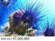 Tropical sea urchin in aquarium closeup. Стоковое фото, фотограф Татьяна Терехина / Фотобанк Лори