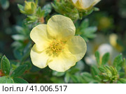 Цветок лапчатки кустарниковой (Dasiphora fruticosa) Стоковое фото, фотограф Евгений Капранов / Фотобанк Лори