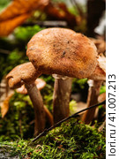 Опята (Armillaria mellea) в осеннем лесу. Лесные грибы и ягоды. малая глубина резкости. Стоковое фото, фотограф Андрей Пустякин / Фотобанк Лори