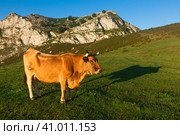 Mountain cow sits on a lawn in a national park. Стоковое фото, фотограф Татьяна Яцевич / Фотобанк Лори