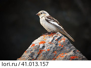 Пуночка (Plectrophenax nivalis). Маленькая белая птичка сидит на покрытой лишайником скале. Крупный план птицы на камне на темном фоне. Животный мир и птицы Арктики. Чукотка, Россия. Стоковое фото, фотограф Андрей Степанов / Фотобанк Лори