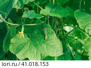 Завязь огурца и молодой огурчик в теплице. Стоковое фото, фотограф Светлана Качанова / Фотобанк Лори