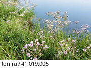 Pink flower on the pond, Susak umbrella Butomus umbellatus. Стоковое фото, фотограф Zima Nadezhda / Фотобанк Лори