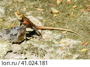 Tropical lizard basking in the sun, close-up. Стоковое фото, фотограф Оксана Прахова / Фотобанк Лори