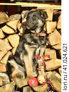 Puppy mestizo shepherd dog on wooden background. Стоковое фото, фотограф Анна Кривицкая / Фотобанк Лори