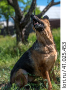 Old german shepherd among green grass. Стоковое фото, фотограф Анна Кривицкая / Фотобанк Лори