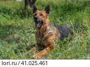 Old german shepherd among green grass. Стоковое фото, фотограф Анна Кривицкая / Фотобанк Лори
