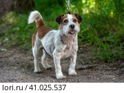 Jack Russell Terrier in the grass discovers the world. Стоковое фото, фотограф Анна Кривицкая / Фотобанк Лори