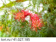 Grevillea 'Robyn Gordon' planted widely in Australia. Стоковое фото, фотограф Татьяна Терехина / Фотобанк Лори