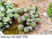 Mammillaria gracilis with flowers close up. Стоковое фото, фотограф Татьяна Терехина / Фотобанк Лори