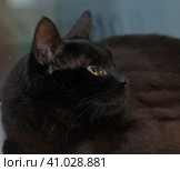 Black cat with a tense frightened look. Стоковое фото, фотограф Анна Кривицкая / Фотобанк Лори